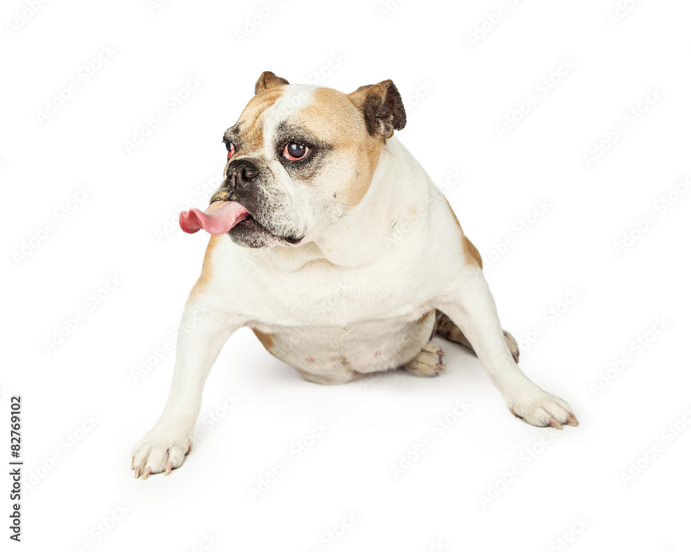 Funny Bulldog Sticking Out Its Tongue