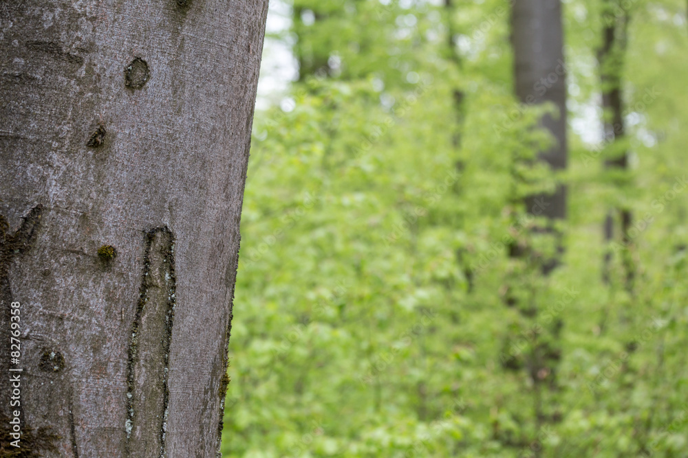 Obraz premium spring green beech wood background