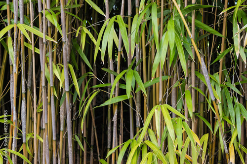 bamboo stalks and leaves