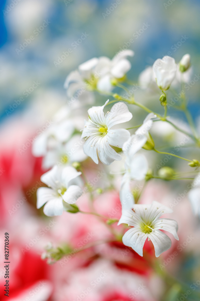 Fototapeta premium かすみ草