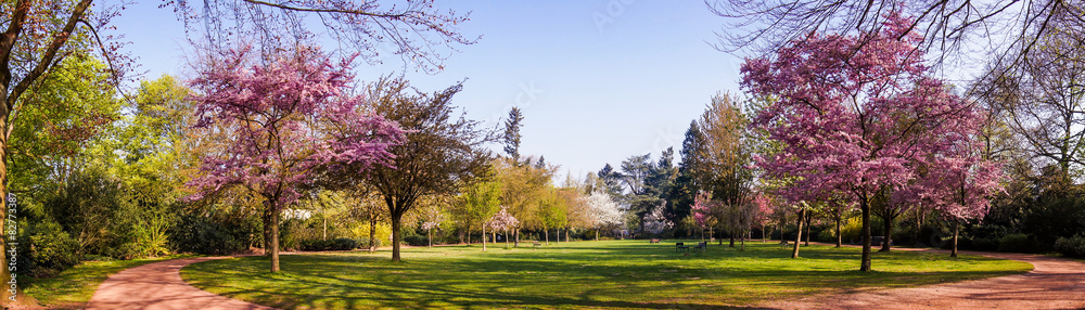 Beautiful park garden in spring.  Spring panorama in park