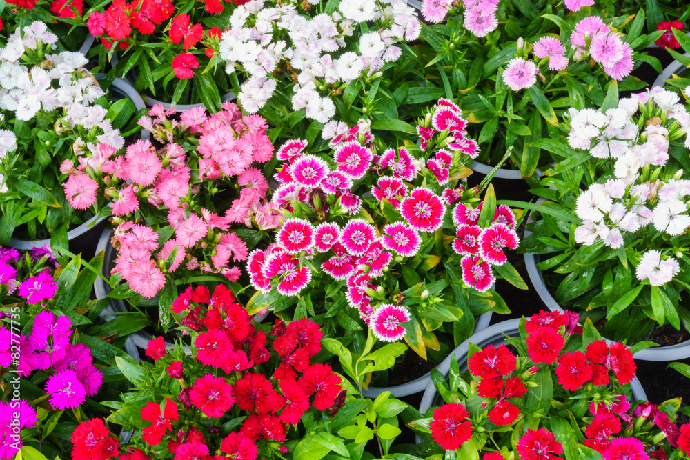 Colorful flowers
Colorful flowers