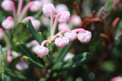 ヒメシャクナゲ - Bog rosemary photo