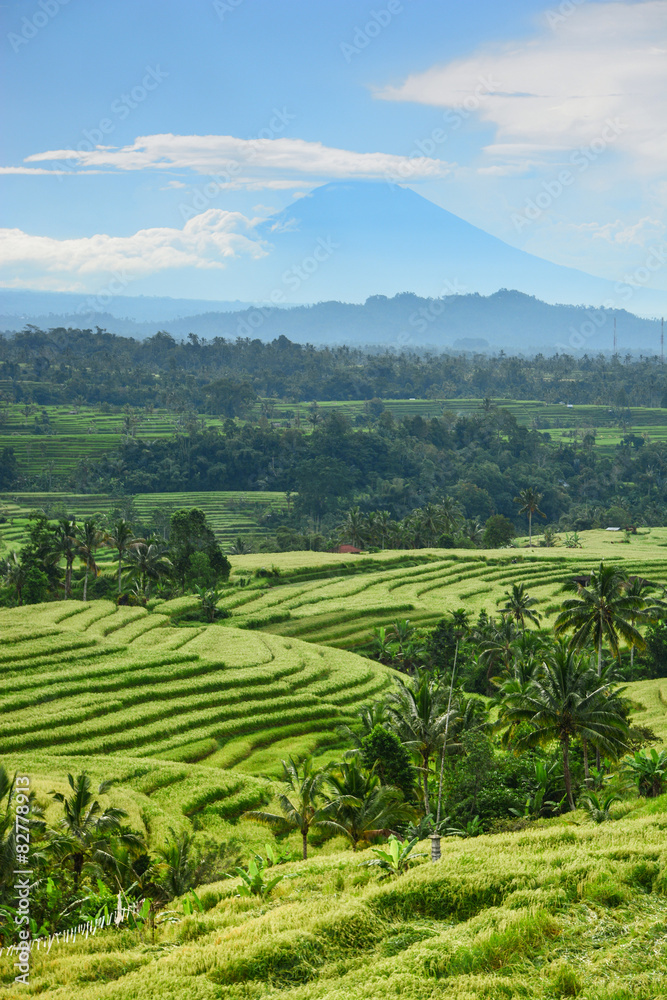 Bali rice terrace, rice field of Jatiluwih
