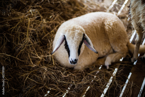 Fotografija Sheep in farm