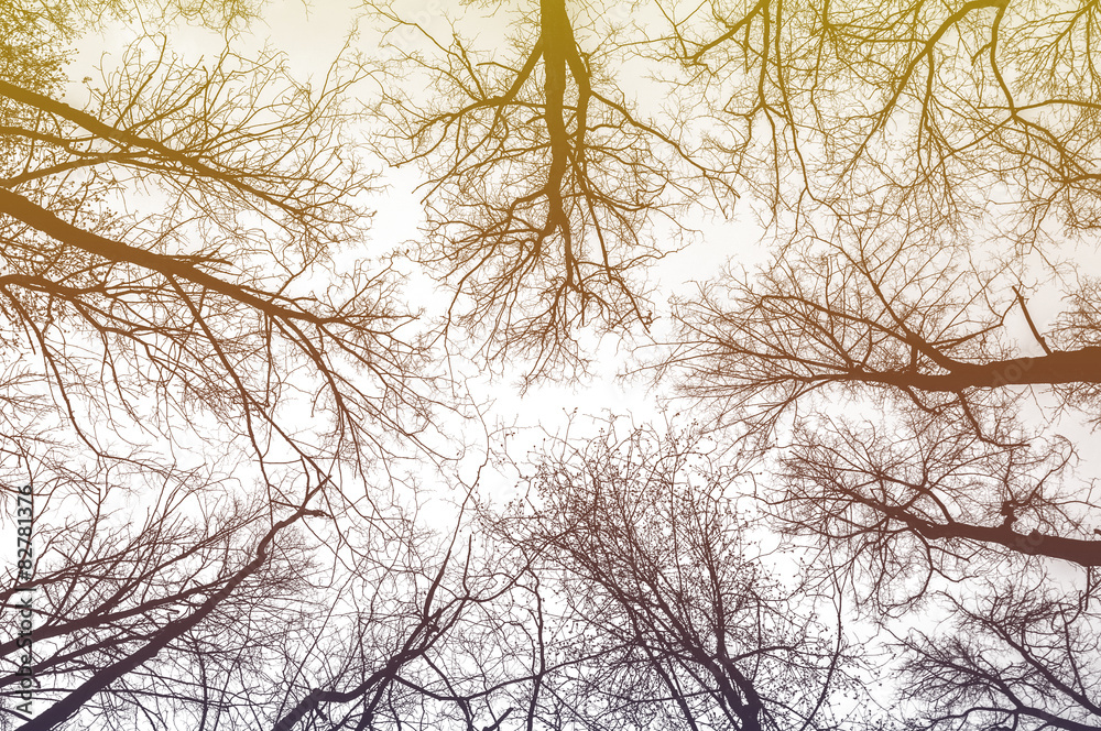 Bare tree tops in spring, sunset light