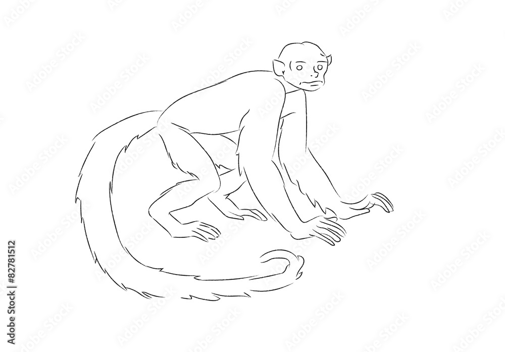 Vector of cebus monkey Vector of cebus monkey