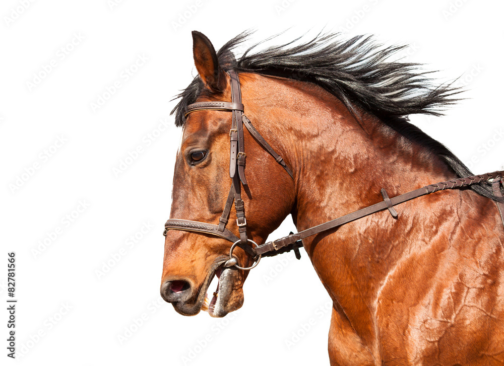 Naklejka premium Bay horse in profile on a white background. Close-up.