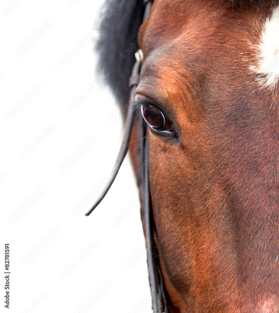 Naklejka premium Bay horse close up on a white background.