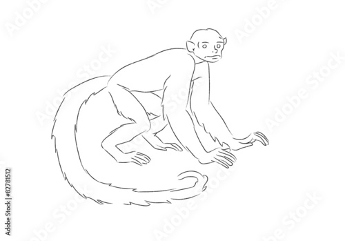 Vector of cebus monkey