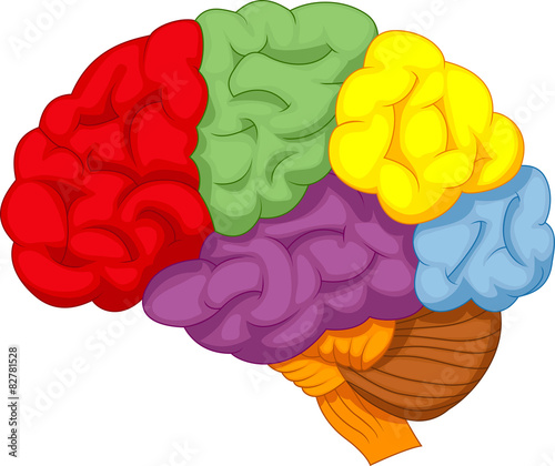 Cartoon colorful brain