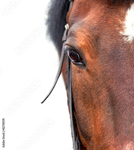 Bay horse close up on a white background.