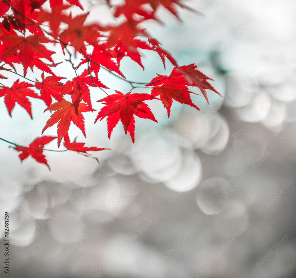 autumnal background, slightly defocused red marple leaves autumnal background, slightly defocused red marple leaves