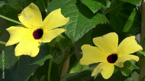 Wallpaper Mural black eyed susan in the nature Torontodigital.ca