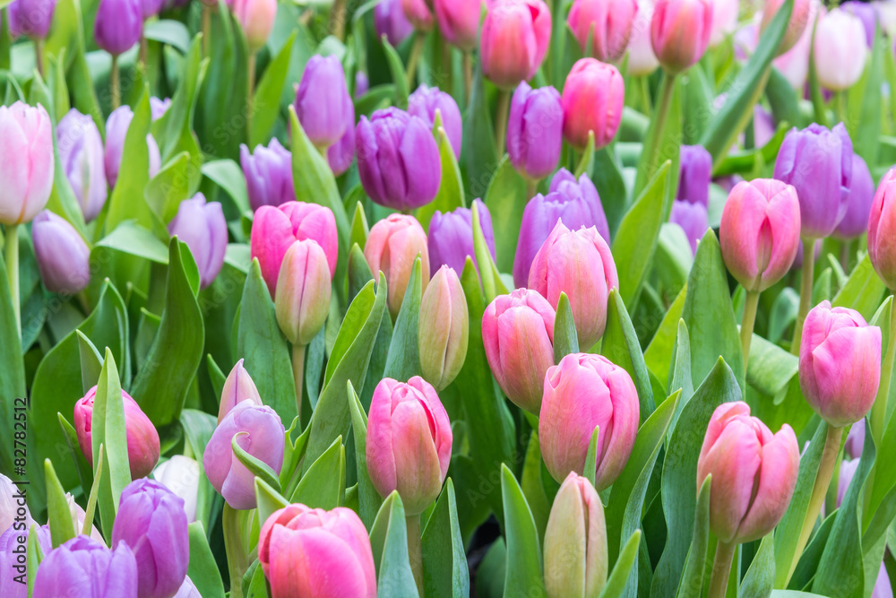 Fototapeta premium tulip field