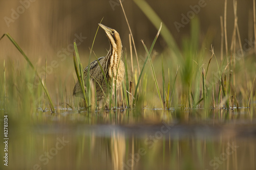 Schilderij op canvas Bittern - Botaurus stellaris
