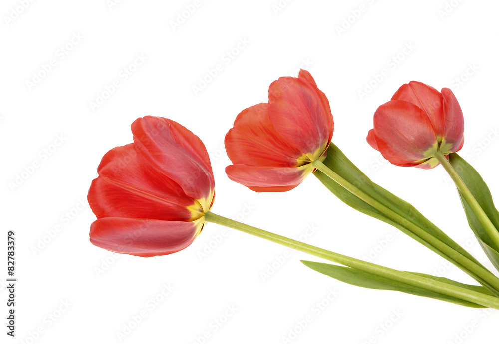 three red tulips isolated on white background