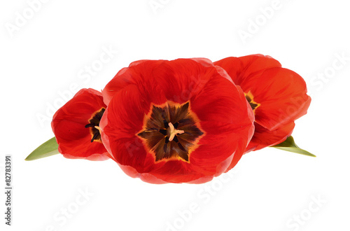 Fototapeta Naklejka Na Ścianę i Meble -  three red tulips isolated on white background