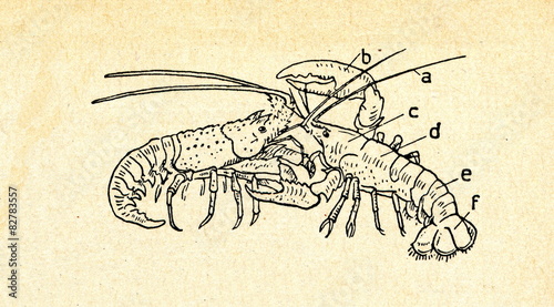 Spiny lobster (left) and clawed lobster