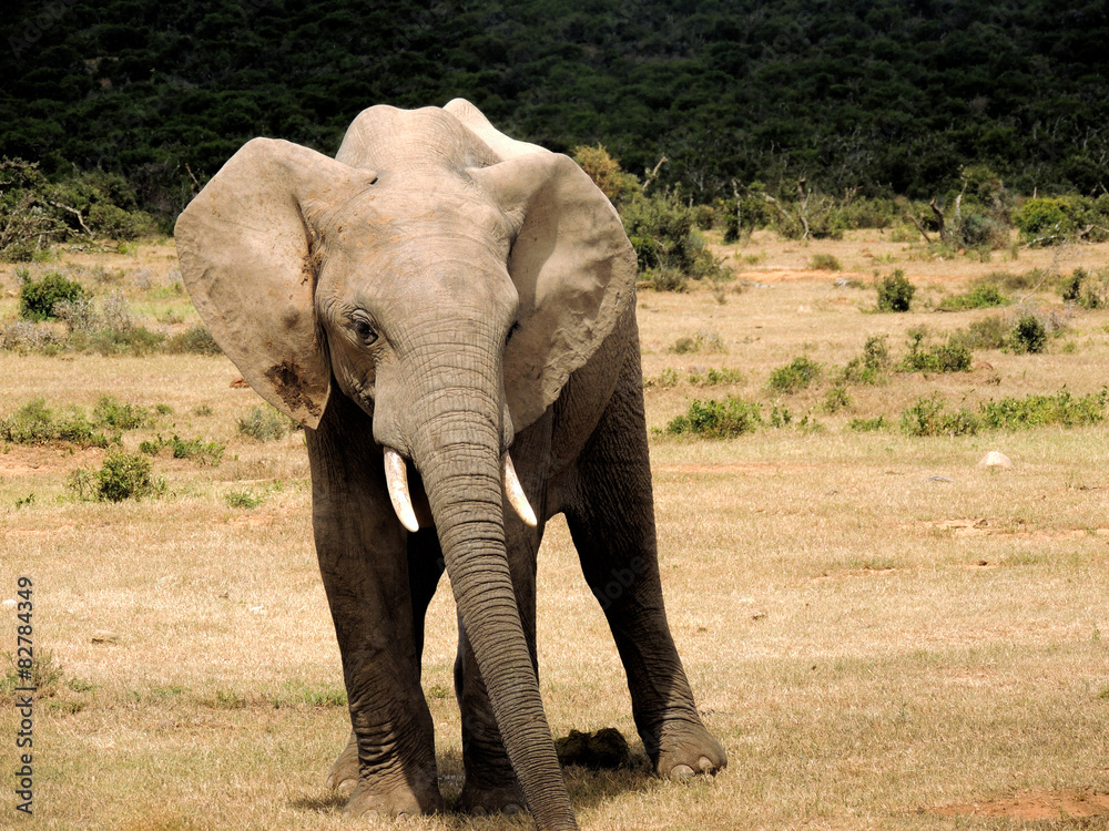 Fototapeta premium Kleiner Elefant in der Savanne Südafrikas