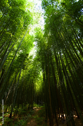 Light in the bamboo forest   
