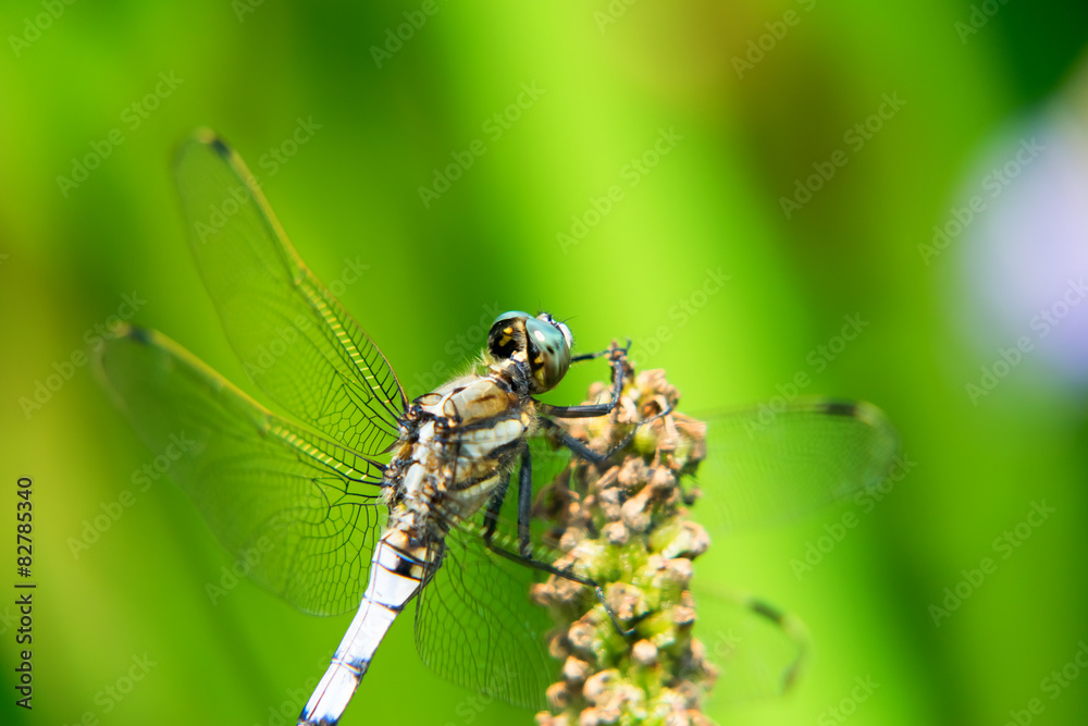 Orthetrum albistylum speciosum (subspecies of white-tailed skimmer)
Orthetrum albistylum speciosum (subspecies of white-tailed skimmer)