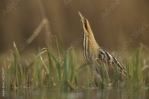 Obraz na płótnie Bittern - Botaurus stellaris