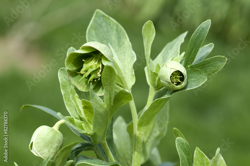 Stinkende, Nieswurz; Helleborus, foetidus; photo