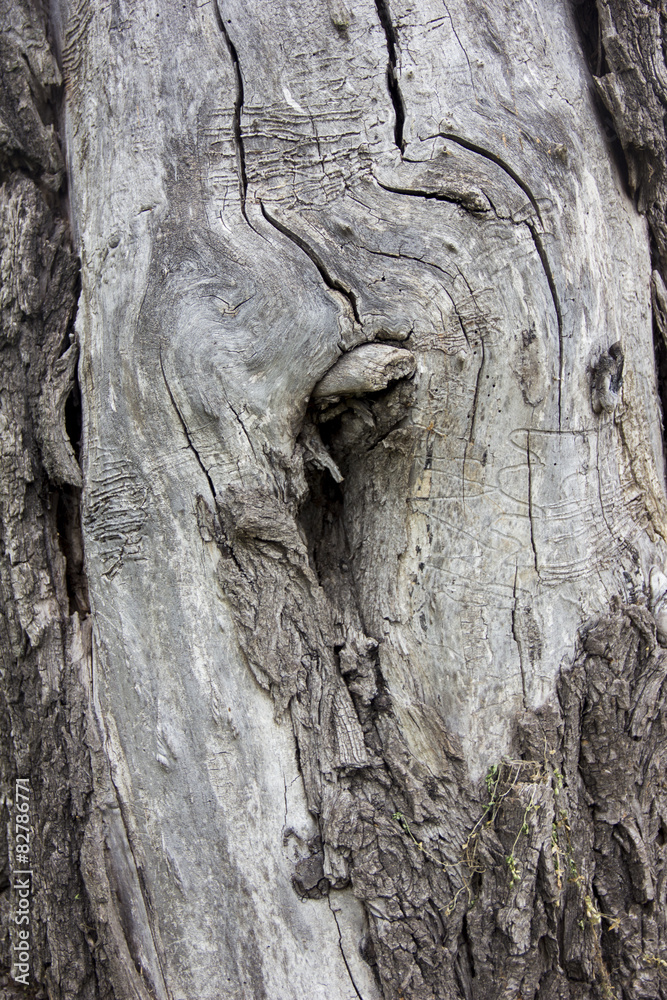 wood texture wood texture