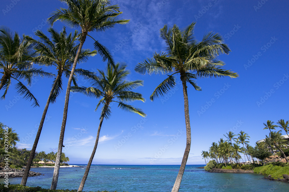 ハワイ島のワイコロアのヤシの木