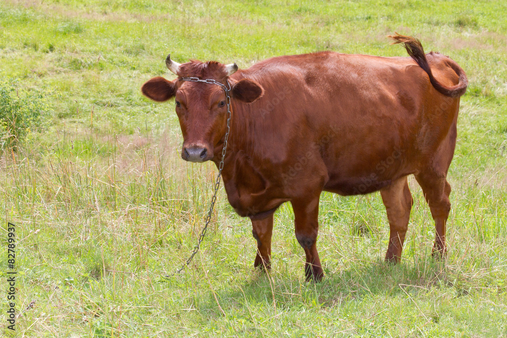 Brown cow standing on grass