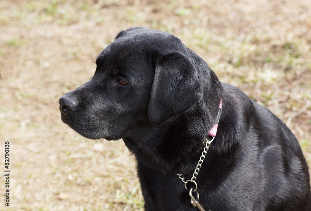 Portrait of a black dog.