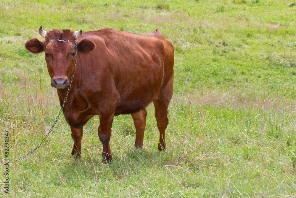 Brown cow standing on grass