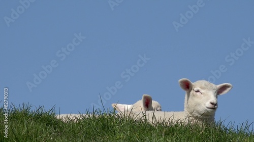 Lamb lying on Meadow and looking