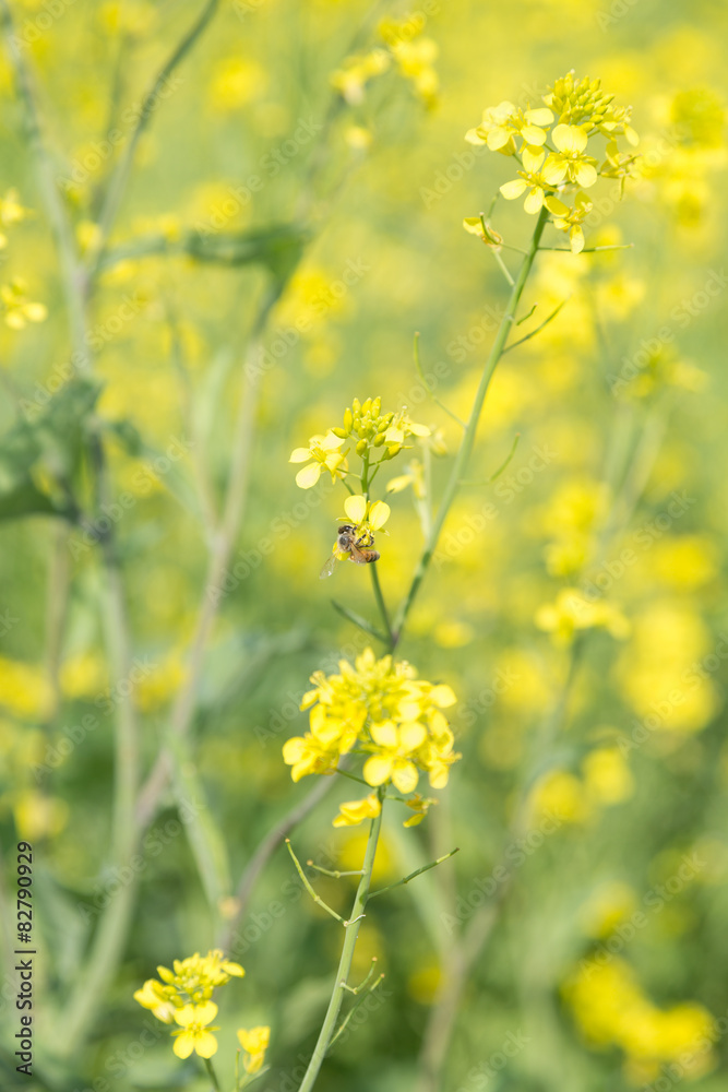 菜の花と蜜蜂