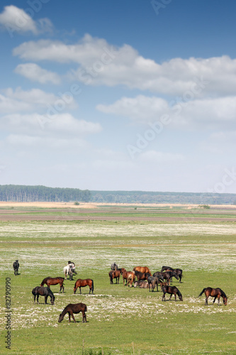 herd of horses on field rural landscape