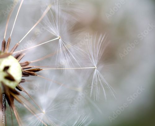Fototapeta Naklejka Na Ścianę i Meble -  dandelion close up over natural background
