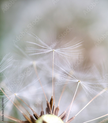 Fototapeta Naklejka Na Ścianę i Meble -  dandelion seeds dancing over neutral background