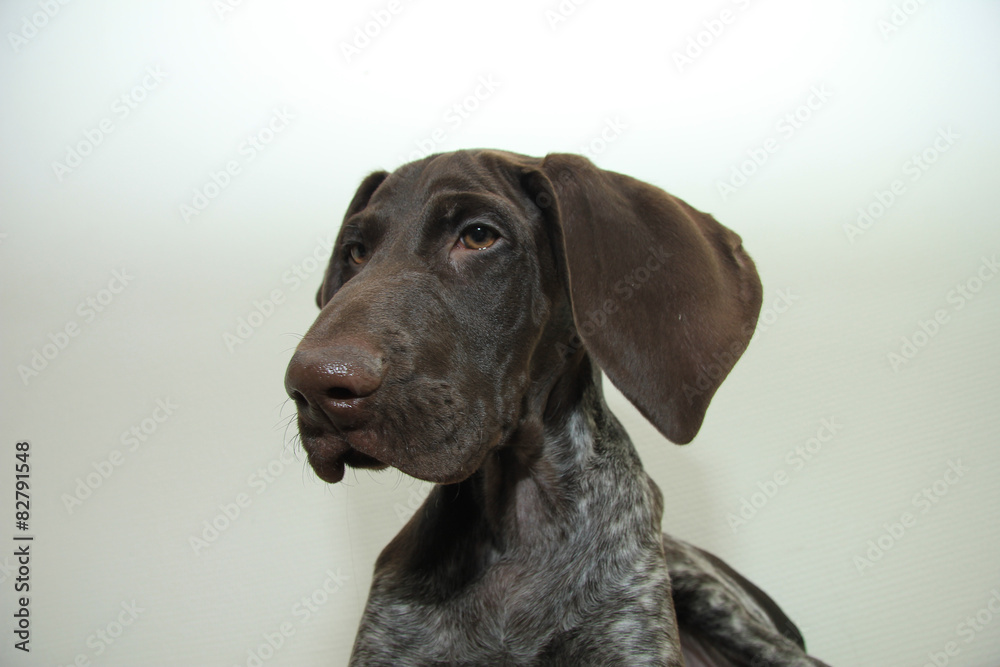 German Shorthaired Pointer puppy German Shorthaired Pointer puppy