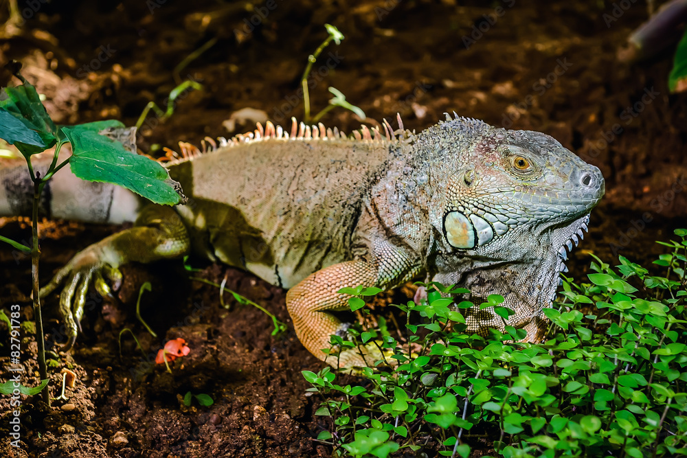 Close-up of green iguana (Iguana iguana) Close-up of green iguana (Iguana iguana)
