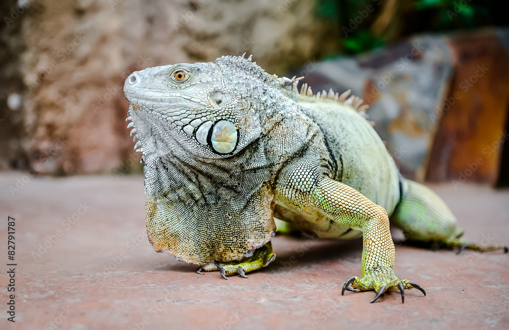 Obraz premium Close-up of green iguana (Iguana iguana)