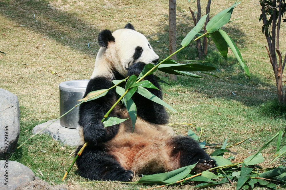 Fototapeta premium Panda eating bamboo