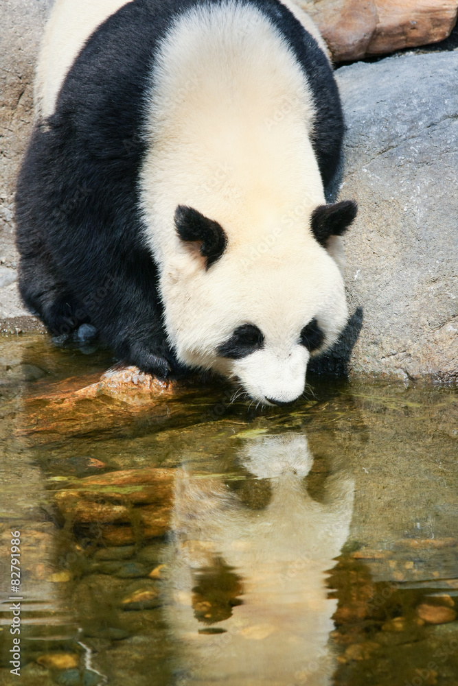 Fototapeta premium Panda near water