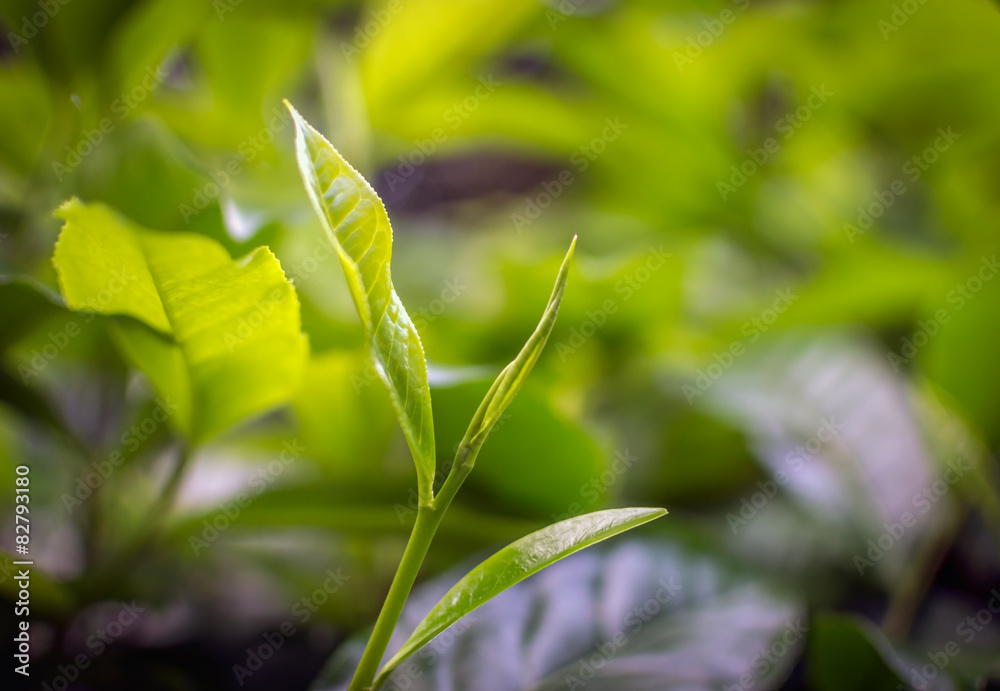 Young green leaves & leaf bud of the tea tree on plantation in N Young green leaves & leaf bud of the tea tree on plantation in N