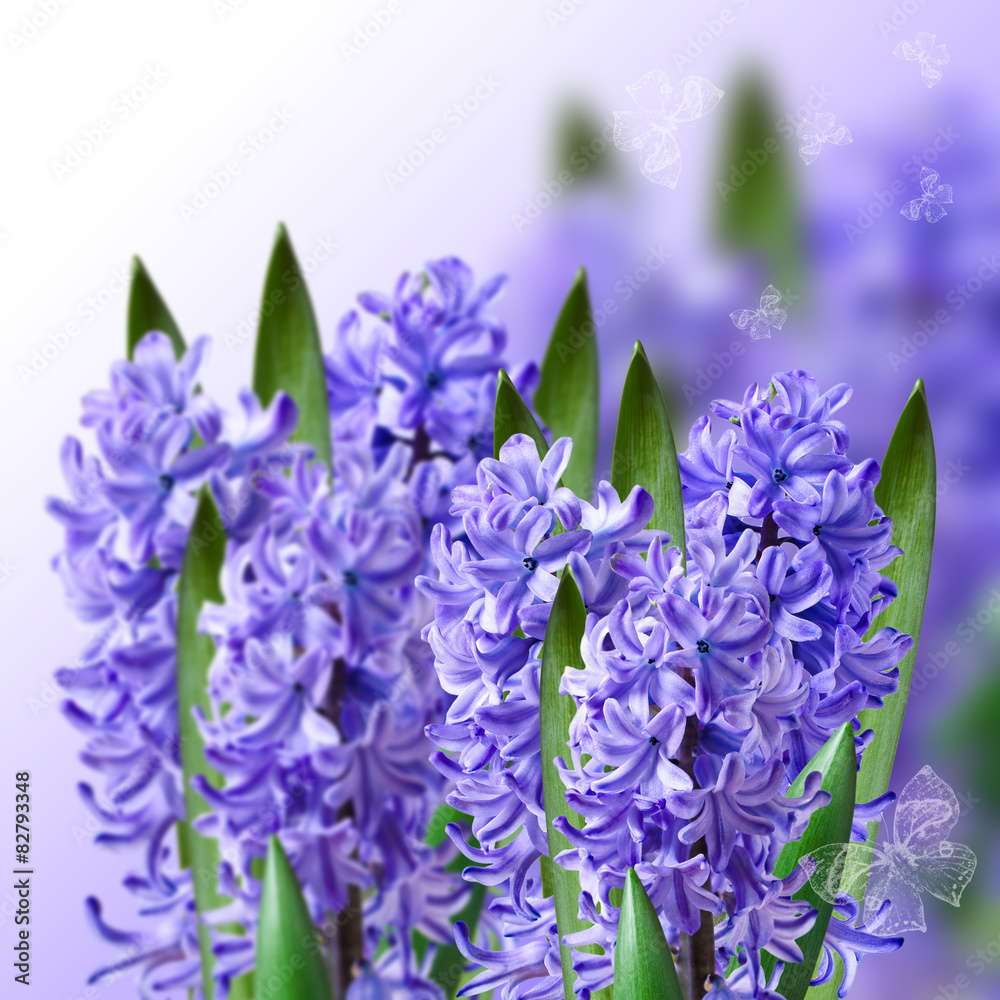 collage of hyacinths collage of hyacinths