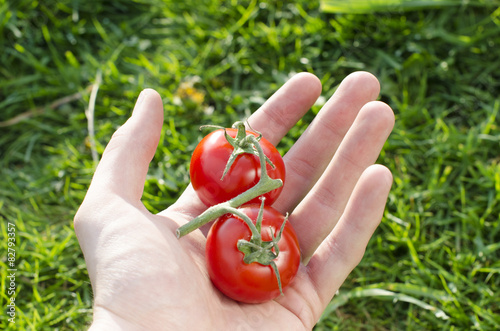 Human open hand with tomatoes on a green background