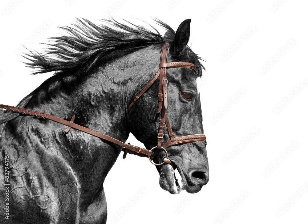 Naklejka premium Horse portrait in black and white in the brown bridle