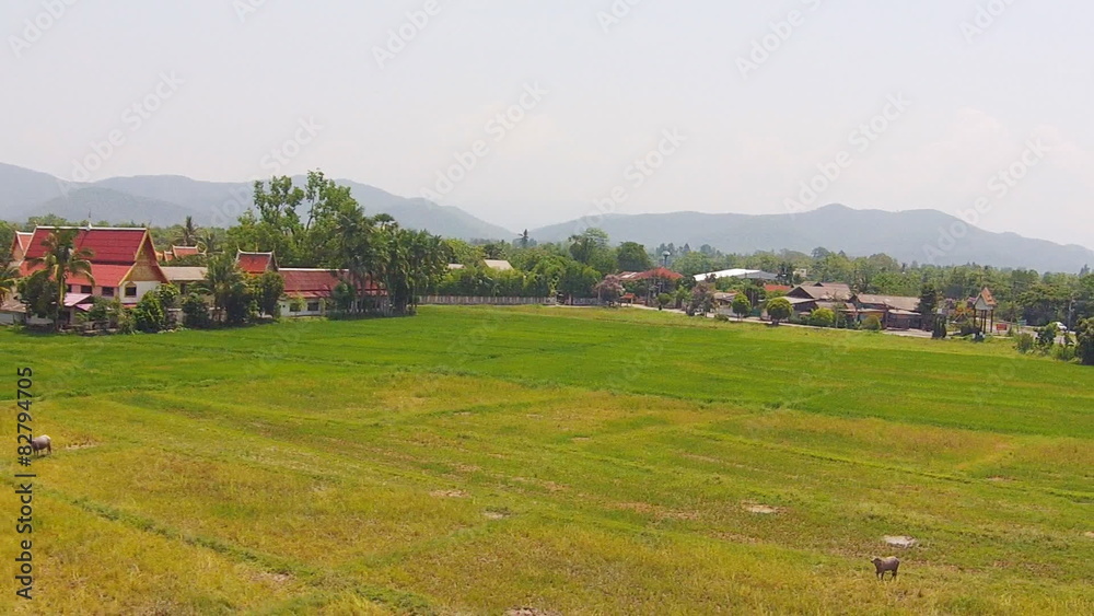 aerial view buffalo life in rice field on thailand countryside aerial view buffalo life in rice field on thailand countryside