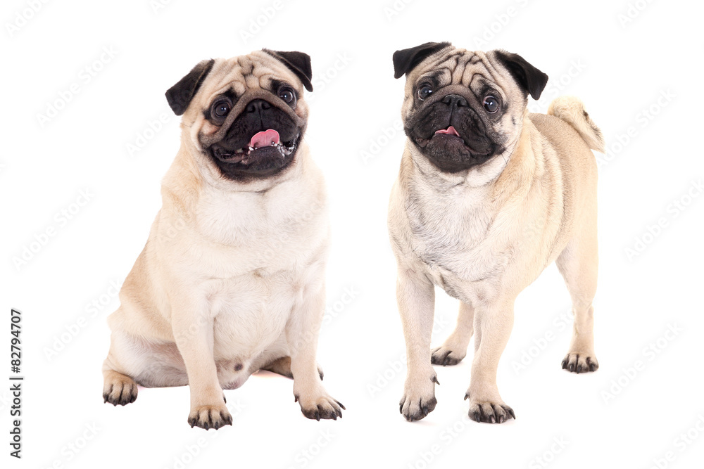 two friendly pug dogs sitting isolated on white