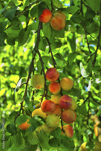 Red and yellow ripe plums on the tree